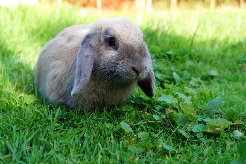 Pet grass animal world