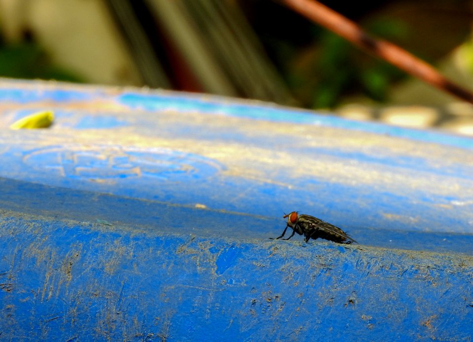 Fly - mosca