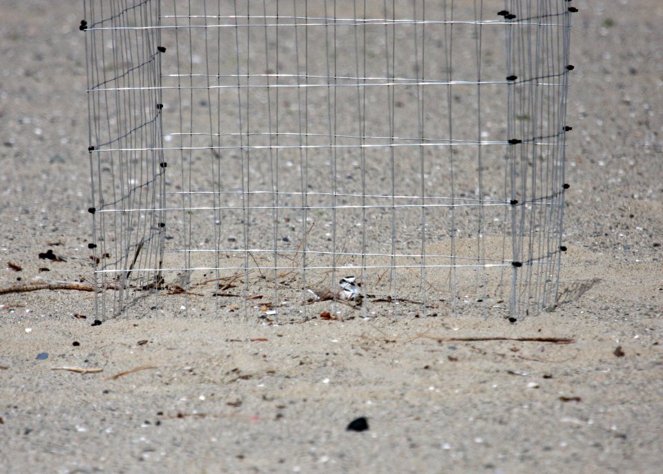 A western snowy plover atop a nest inside a mini-exclosure on Santa Monica State Beach.