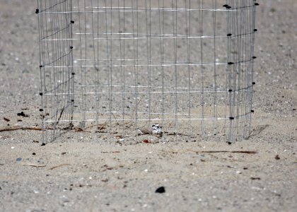 A western snowy plover atop a nest inside a mini-exclosure on Santa Monica State Beach.