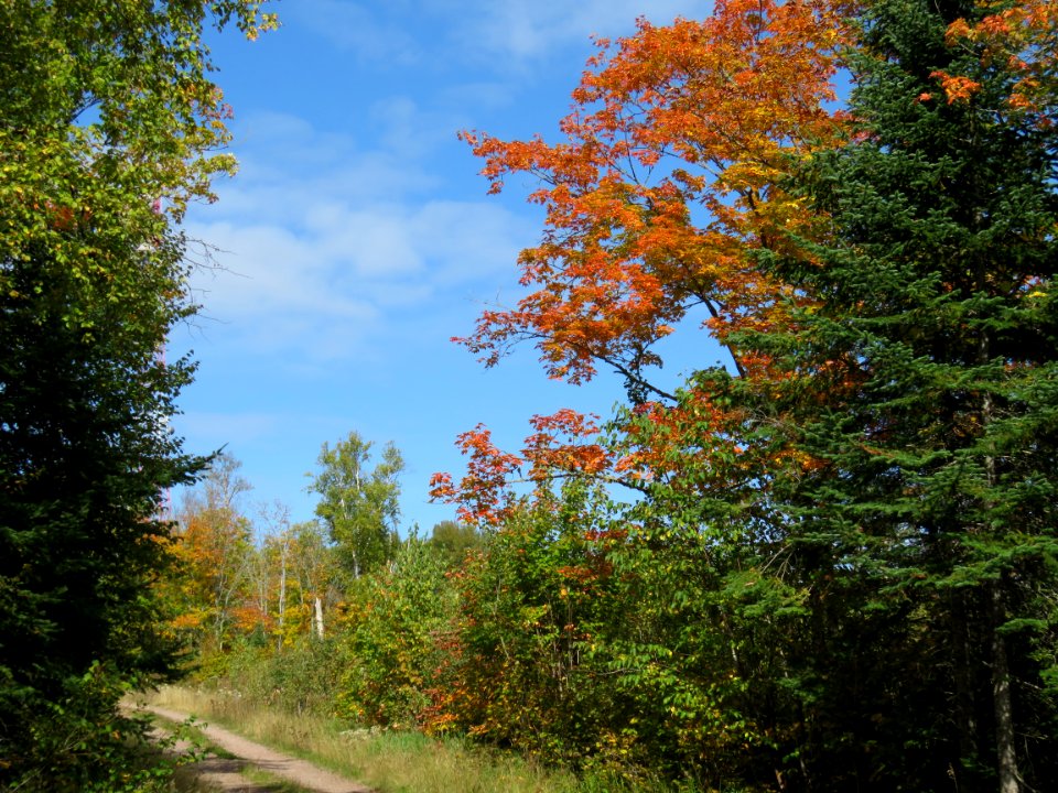 Forest road