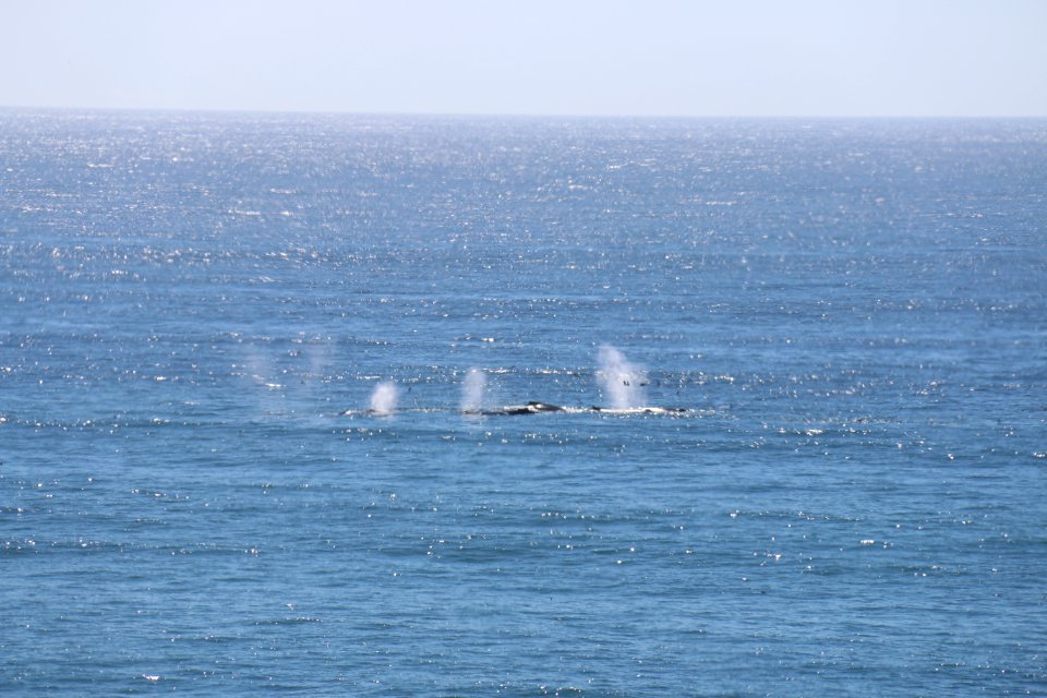 Humpbacks feed along Big Sur