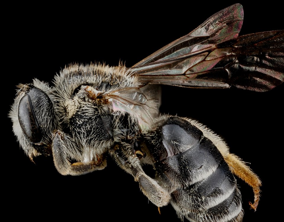 Andrena miranda, female, side 2012-10-26-16.01.34 ZS PMax