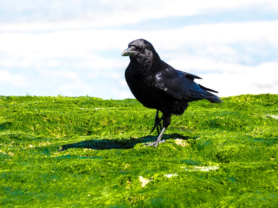 Water surface mood crow