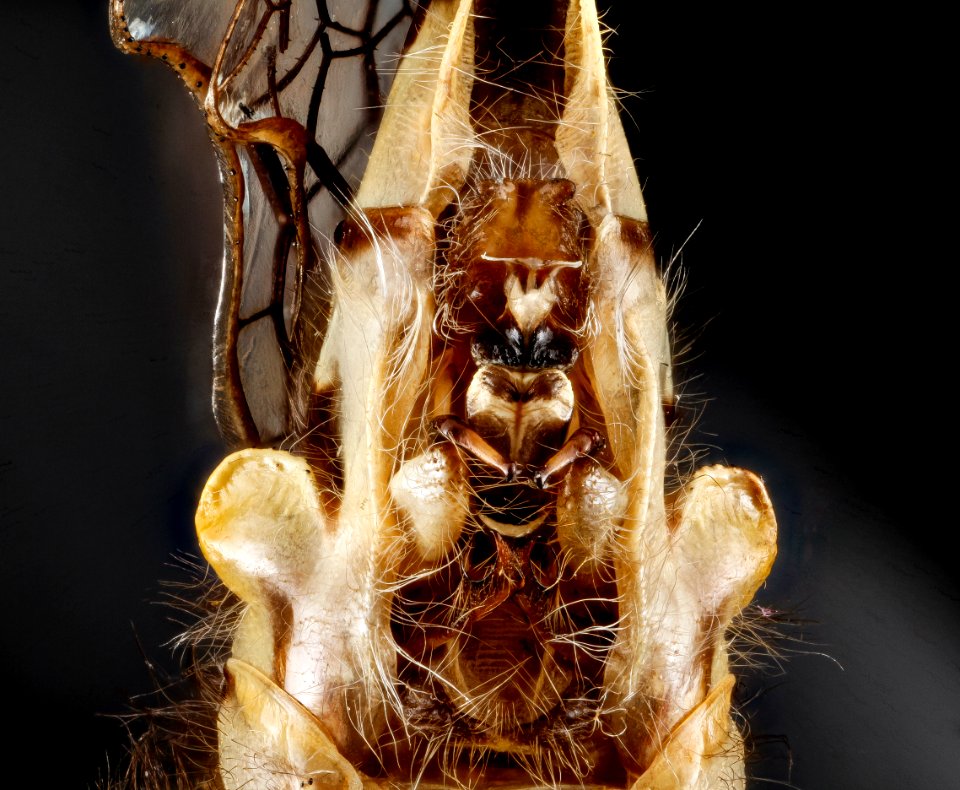 Ophiogomphus susbecha, m, under, MD, Frederick County 2013-01-17-19.34.37 ZS PMax