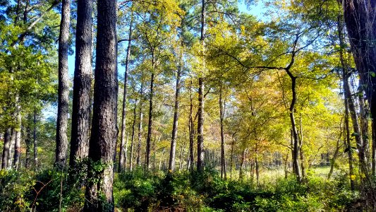 Daingerfield State Park