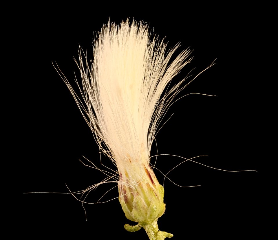 Baccharis halimifolia 2, Groundsel tree, Howard County, Md, Helen Lowe Metzman 2019-03-22-05.50.04 ZS PMax UDR