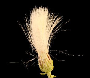 Baccharis halimifolia 2, Groundsel tree, Howard County, Md, Helen Lowe Metzman 2019-03-22-05.50.04 ZS PMax UDR