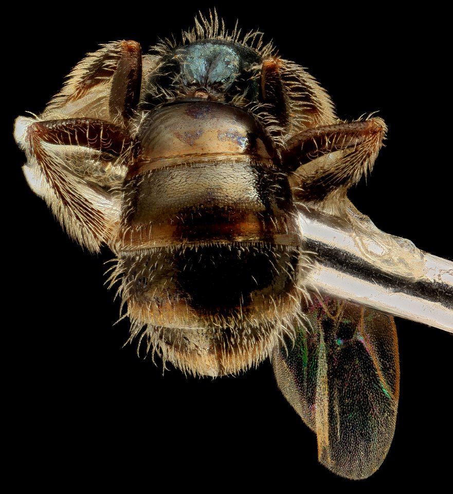 Lasioglossum longifrons, F, Back2, Georgia, Camden County 2014-04-17-13.02.42 ZS PMax