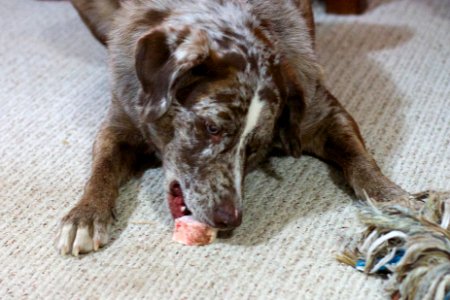 That's Okay, I Have a Bone