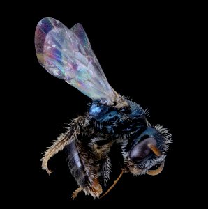 Perdita boltoniae, right, male 091720 2020-09-17-14.24.59 ZS PMax UDR photo