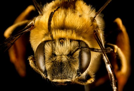 Eucera aragalli, f, face, Pennington Co, South Dakota 2015-12-01-13.15 photo