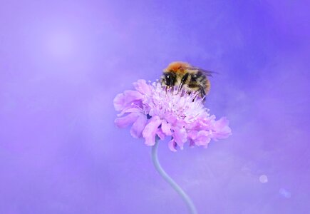 Blossom bloom flower