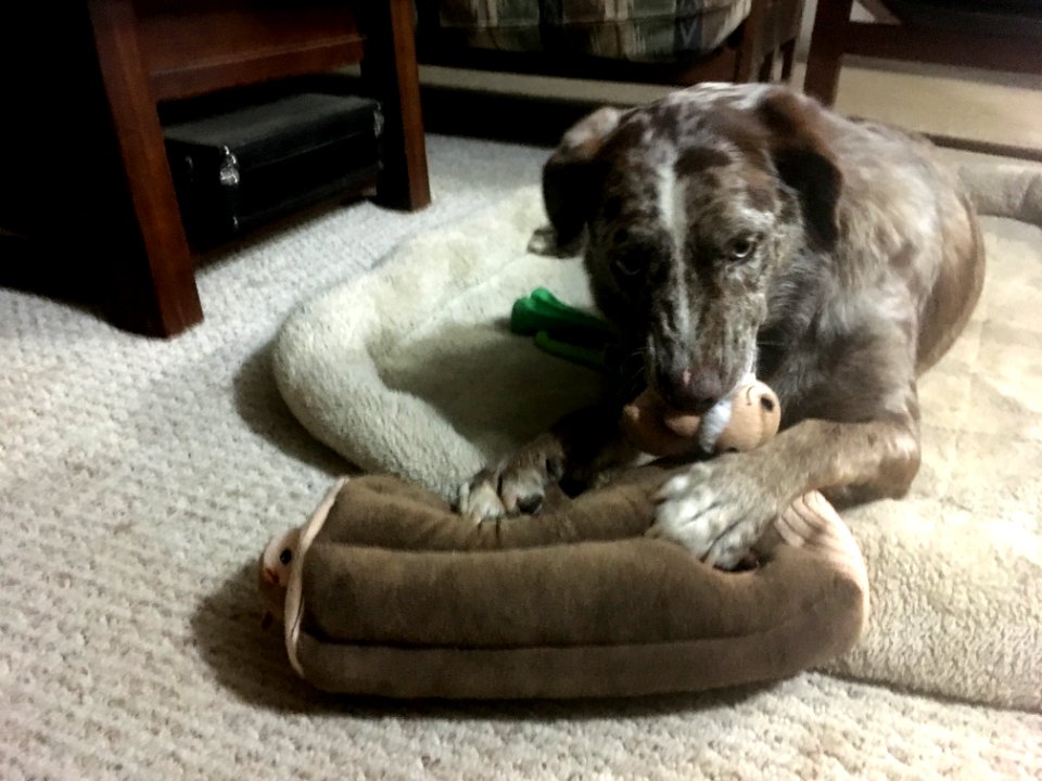 This Toy Wont Last