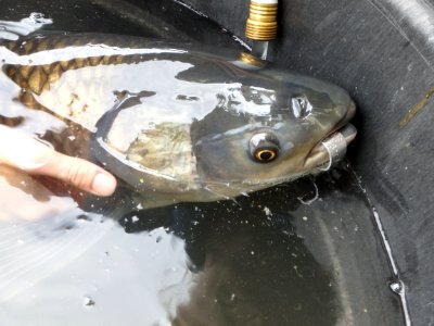 Grass Carp Recovery
