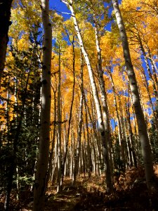 Along the Kachina Trail photo