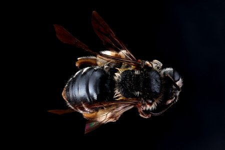 Andrena-virginiana,-female,-back 2012-07-11-14.22.49-ZS-PMax photo