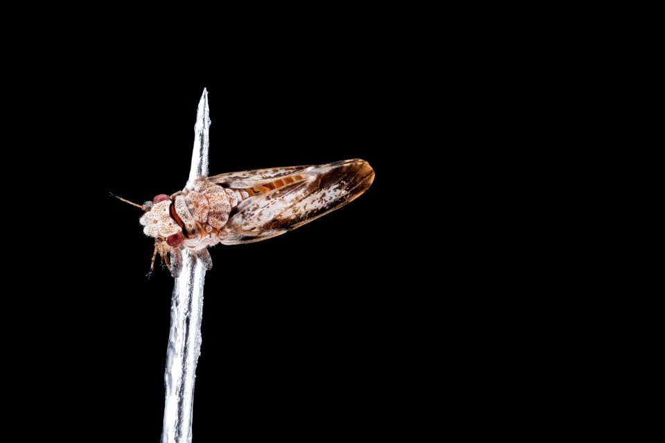 citrus psyllid, u, back, ft detrick 2014-05-01-10.04.27 ZS PMax