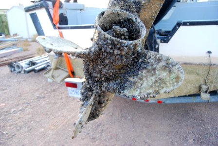 Zebra mussels encrusted on propeller