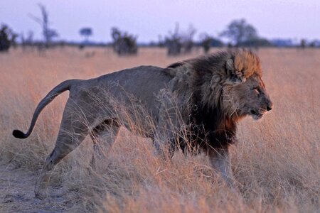 Botswana savuti predator