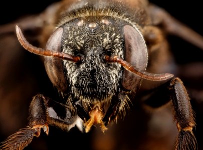 bee 09856e08,m, thailand, face 2014-08-09-11.29.35 ZS PMax photo