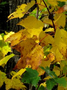 Fall leaves