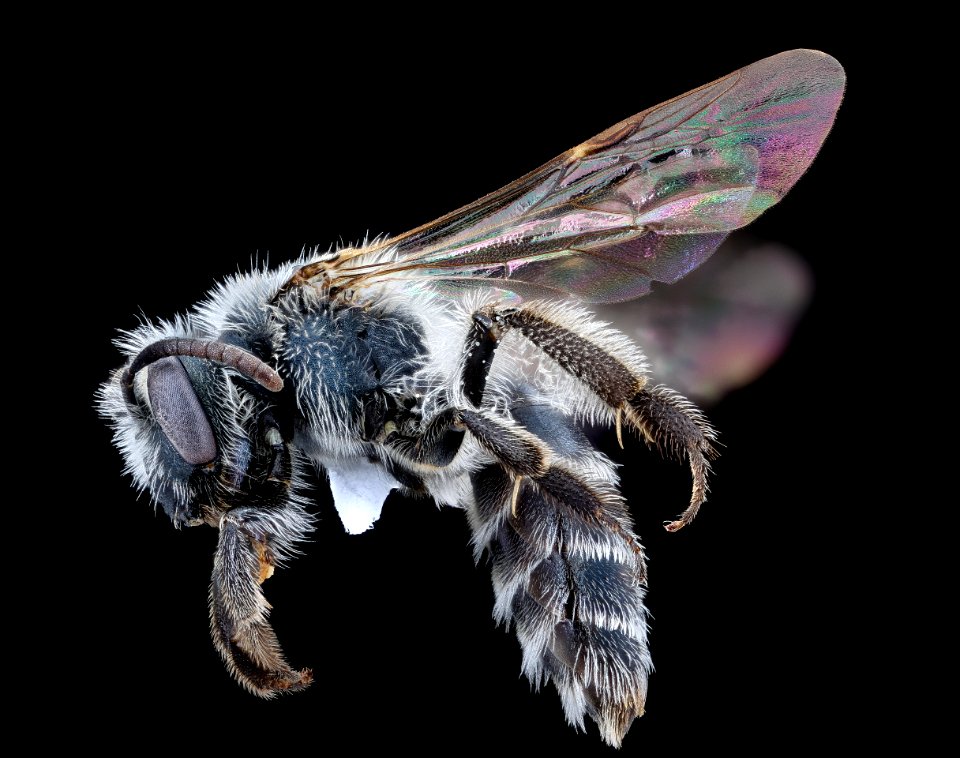 Andrena polemonii, f, left, New Castle co., Delaware 2020-08-18-17.00.23 ZS PMax UDR