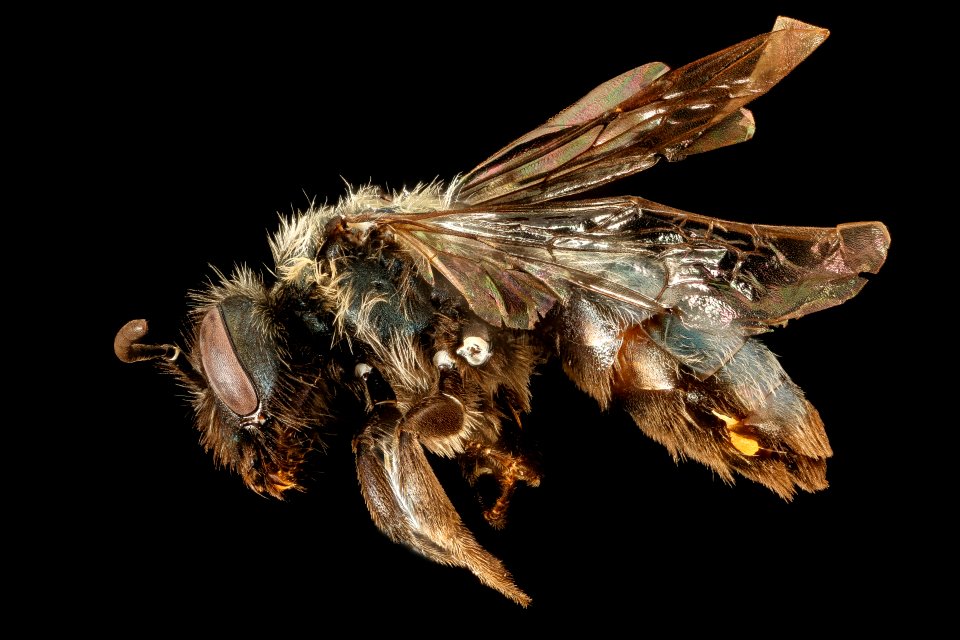 Andrena caerulea, f, side, Santa Barbara, CA 2016-08-12-16.59