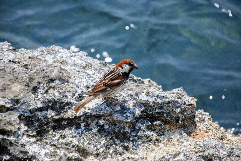 Bird plumage passer montanus