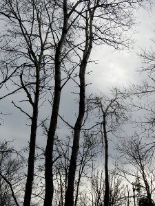 171025-FS-Superior-SAR-baretreesominousclouds