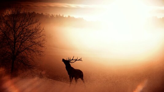 Antler wild sunrise