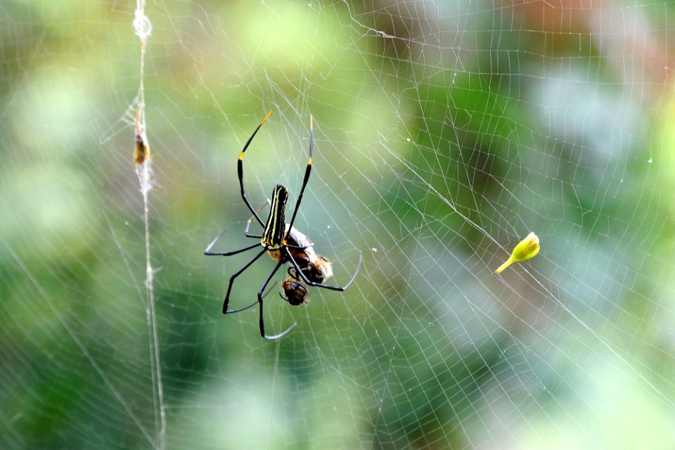 Spiderweb