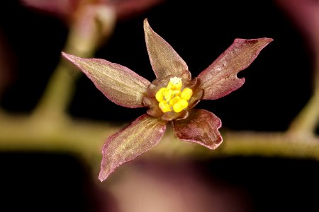 Xanthorrhiza simpliccisima, 3, Yellowroot, Howard County, Md,  2018-05-17-23.35.18 ZS