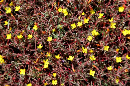 San Benito evening primrose