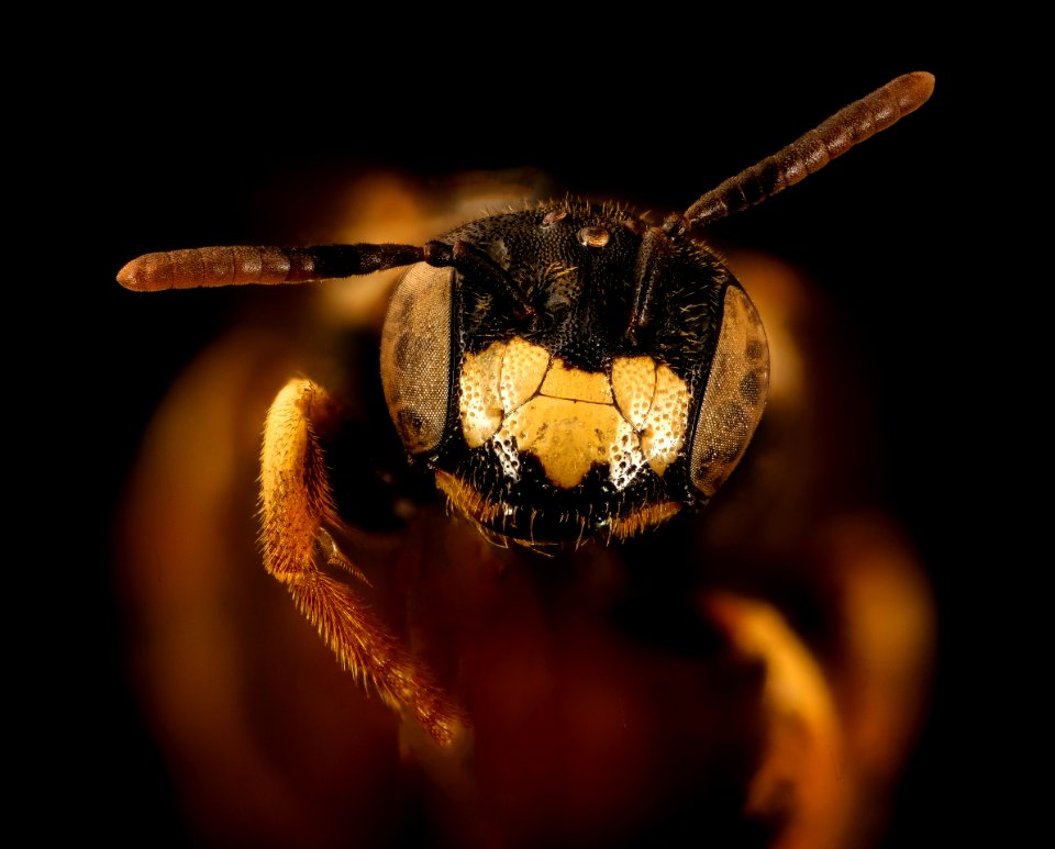 Protandrena abdominalis, f, face, Colorado co., TX 2018-03-06-21.53