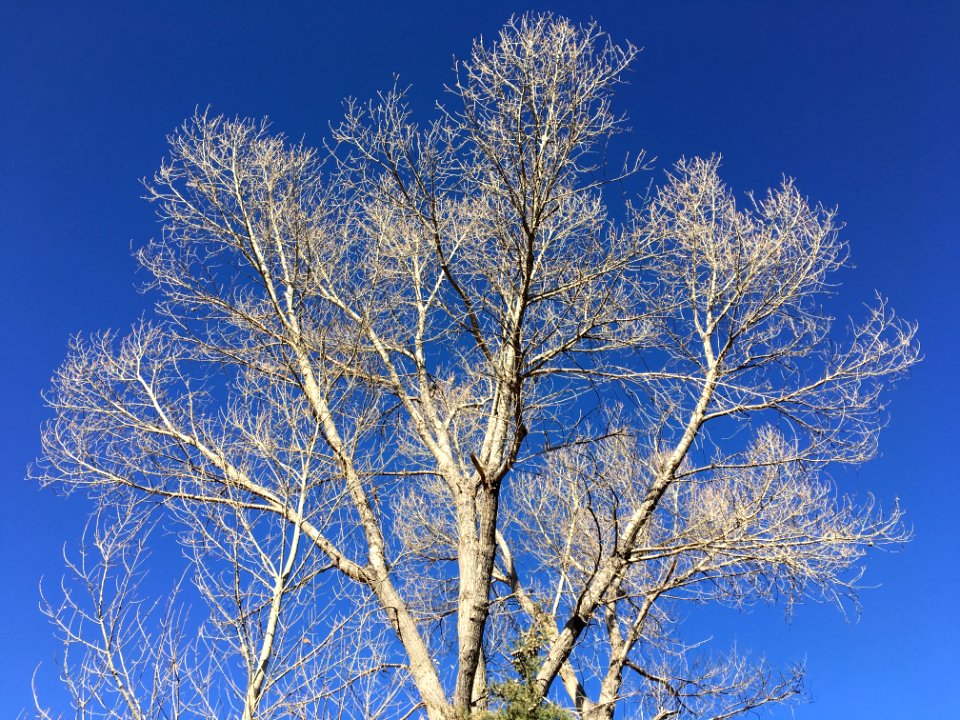 Winter Time For Cottonwood Trees