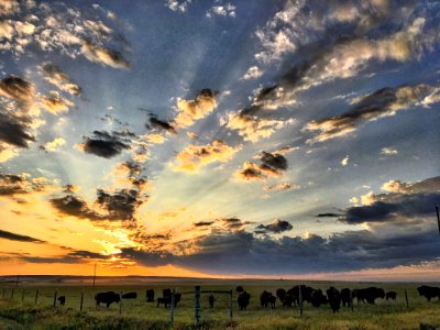 Buffalo Sunset
