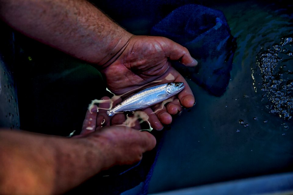 Juvenile Chinook salmon