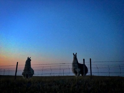 Two Llama Night photo
