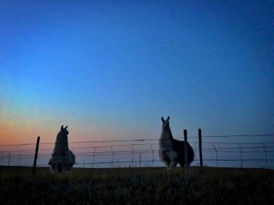Two Llama Night
