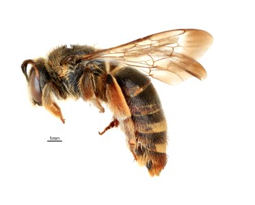 Macronomia crocodilensis F