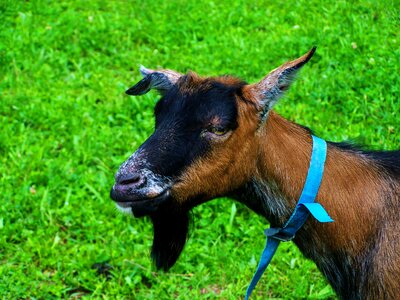 Brown-black goat bearded domestic animal