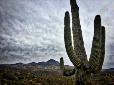 Even Cacti Get the Blues photo