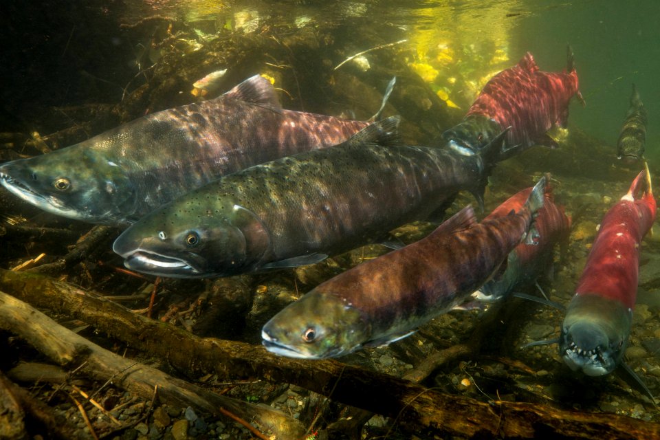 Coho and Sockeye Salmon