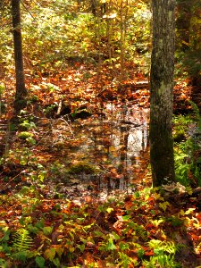 171004-FS-Superior-SAR-woodlandpond