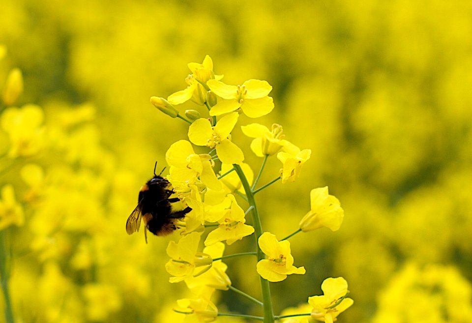 Buzzing the Rape Seed Flowers