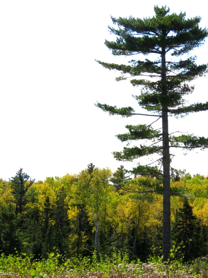 2019-FS-Superior-SAR-011