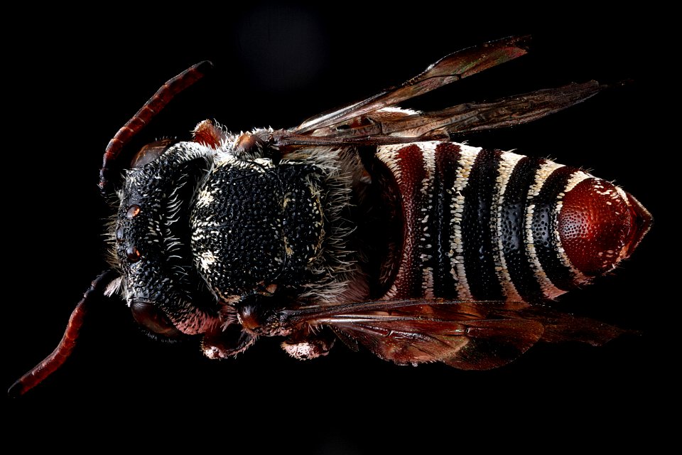 Coelioxys-coturnix,-female,-back 2012-07-11-14.52