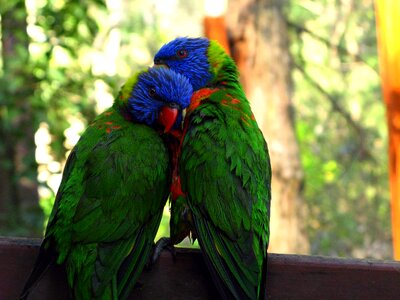 Couple parrot arboreal bird