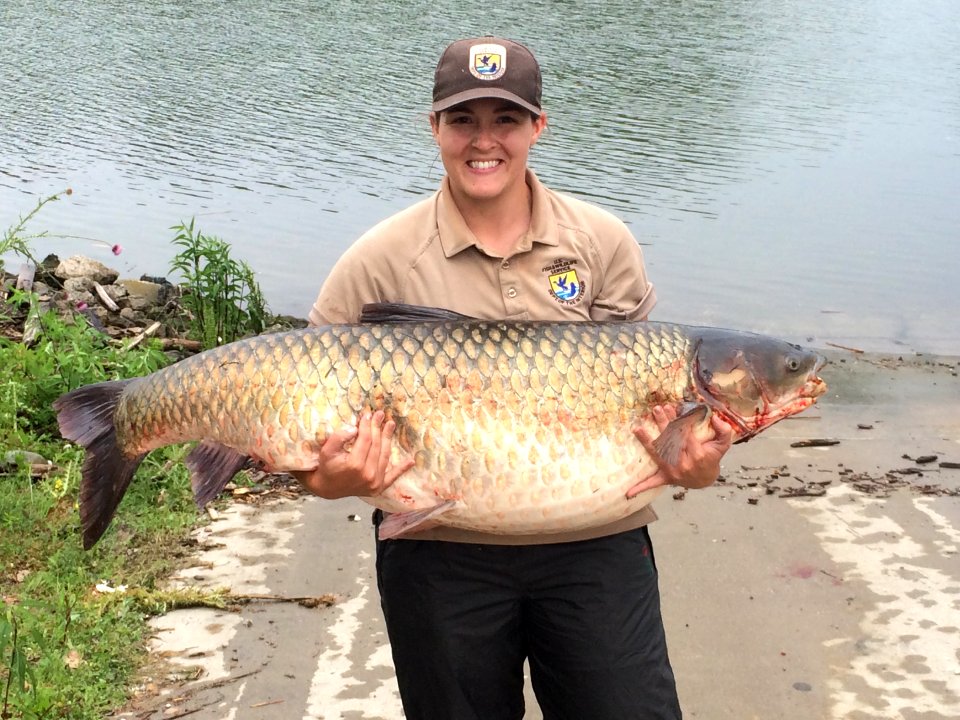 Service technician holds a 69 pound grass carp captured electrofishing near Lake Calumet during the June 2014 season